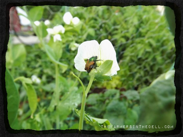 japanese beetle -TheFarmersInTheDell.com