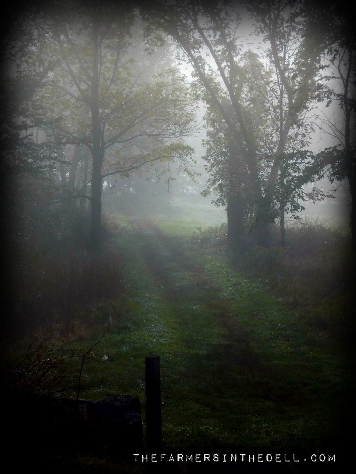 country road - TheFarmersInTheDell.com