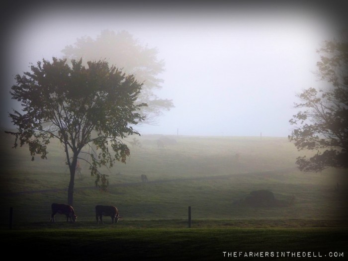 cows in the mist - TheFarmersInTheDell.com