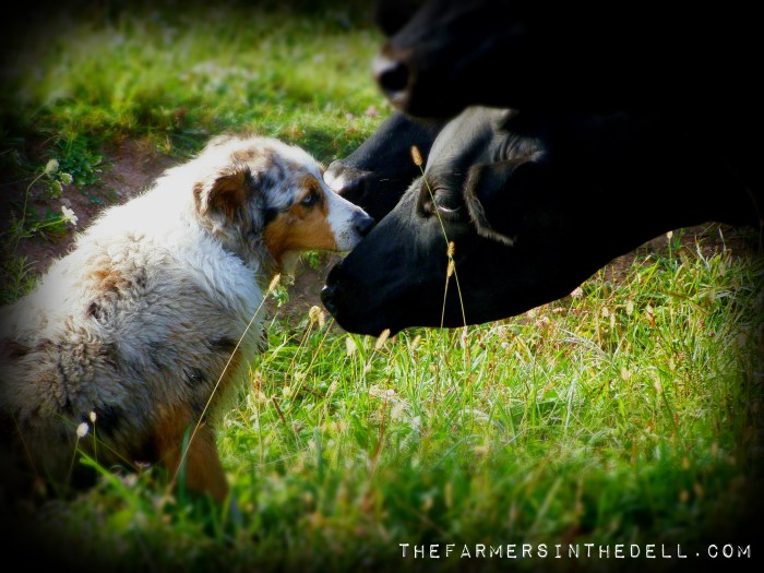 cow kisses - TheFarmersInTheDell.com