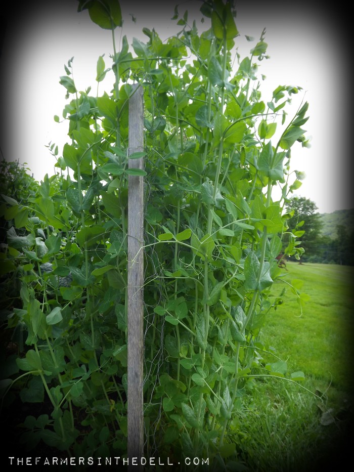 pea trellis - TheFarmersInTheDell.com