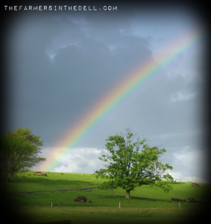 morning rainbow - TheFarmersInTheDell.com