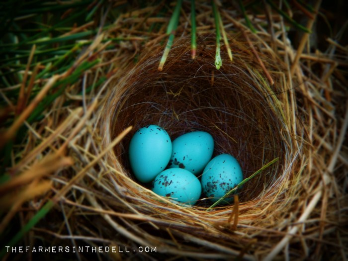robin's eggs - TheFarmersInTheDell.com