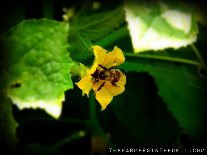 bumble bee - The FarmersInTheDell.com