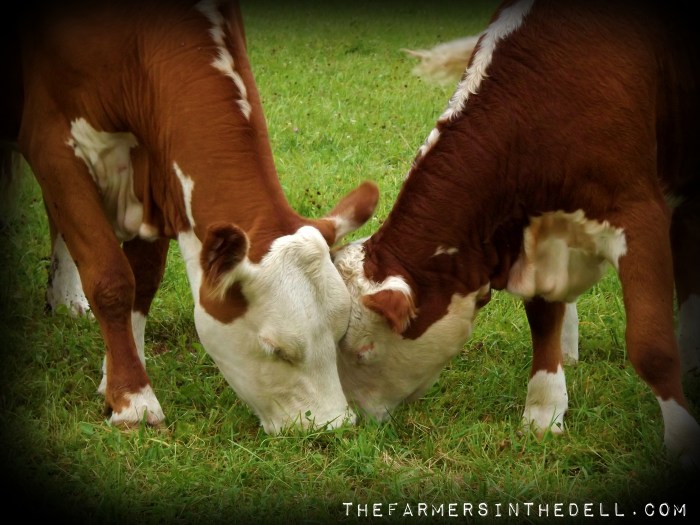 grazing cows - TheFarmersInTheDell.com