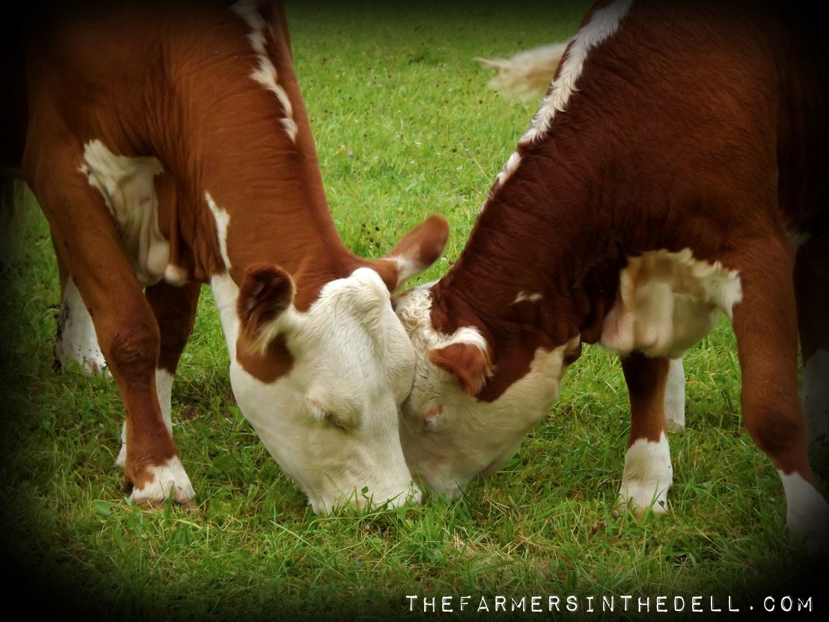 grazing cows - TheFarmersInTheDell.com