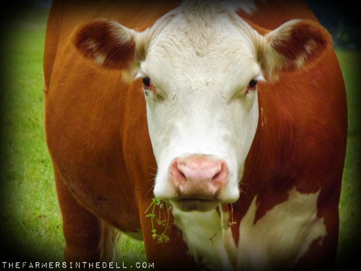 grazing hereford cow - TheFarmersInTheDell.com