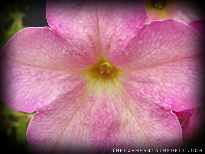pink lemonade petunia - TheFarmersInTheDell.com