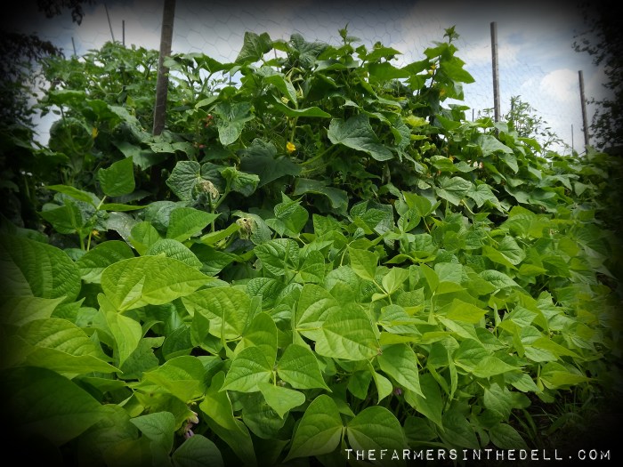 cucumber trellis - TheFarmersInTheDell.com