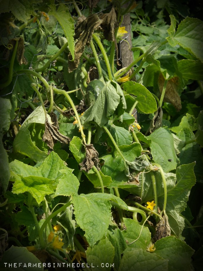 cucumber bacterial wilt - TheFarmersInTheDell.com