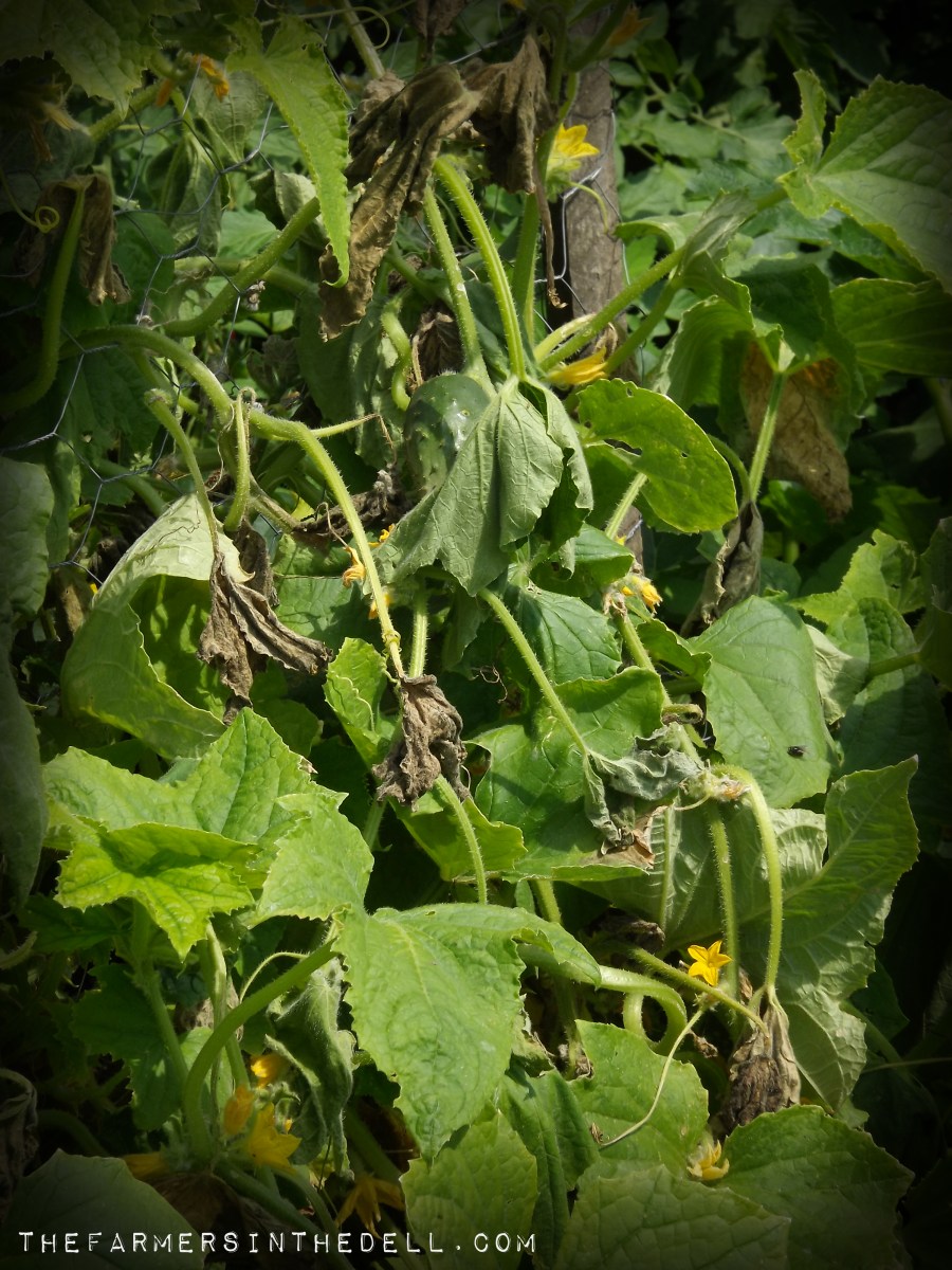 cucumber bacterial wilt - TheFarmersInTheDell.com