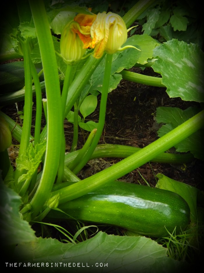 ford hook zucchini - TheFarmersInTheDell.com