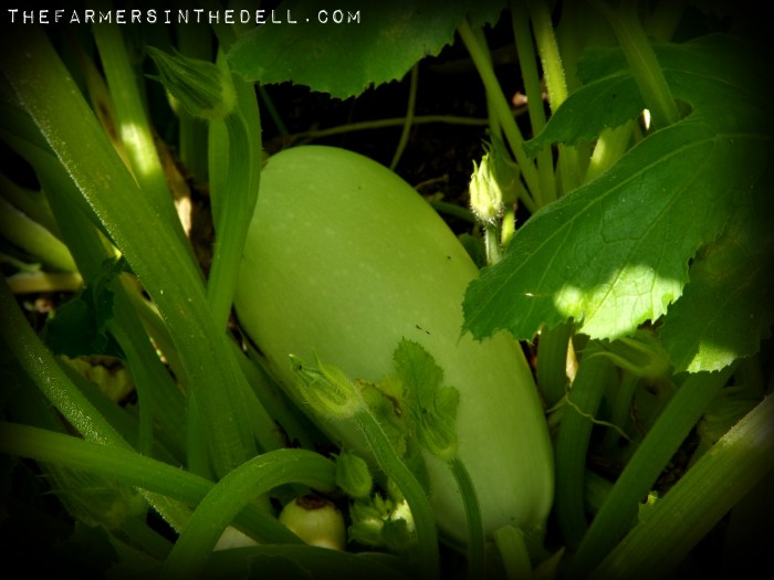 lungo bianco zucchini - TheFarmersInTheDell.com