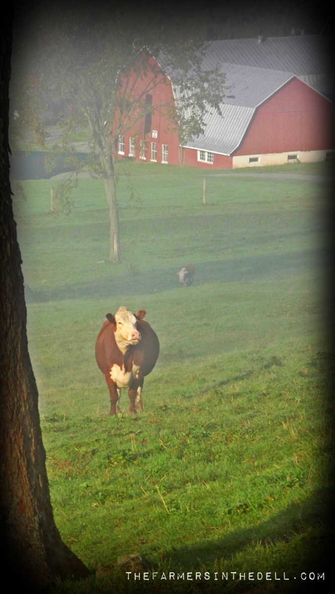 cow and red barn - TheFarmersInTheDell.com