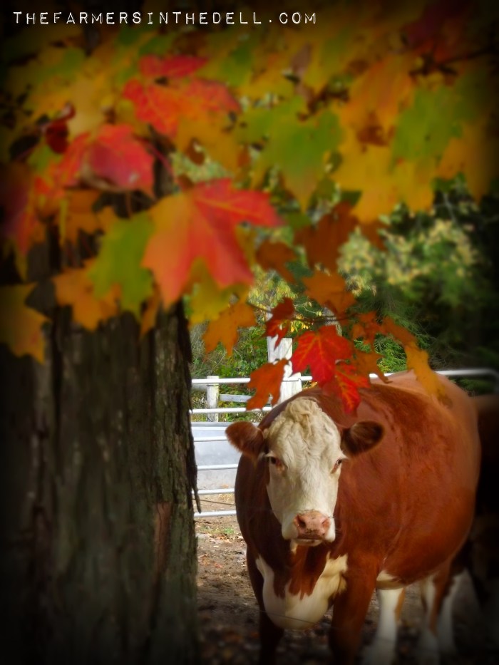 cow under fall leaves - TheFarmersInTheDell.com