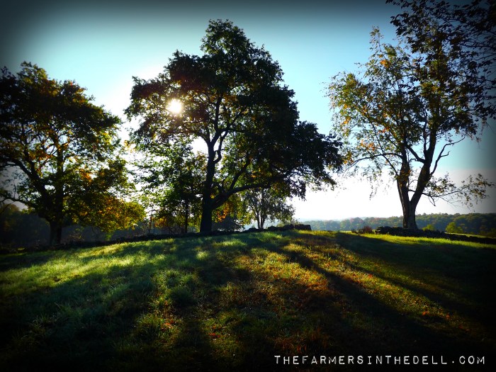 fall morning - TheFamersInTheDell.com