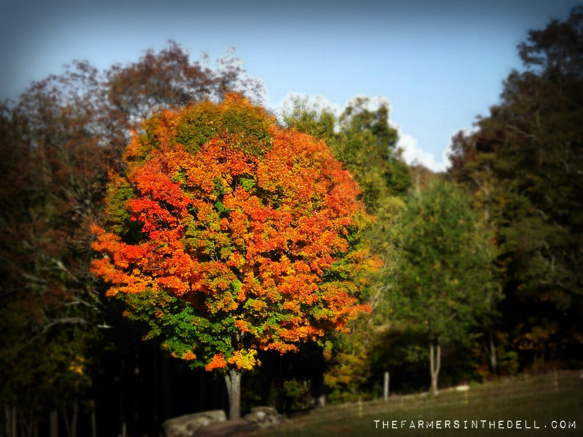fall tree - TheFarmersInTheDell.com
