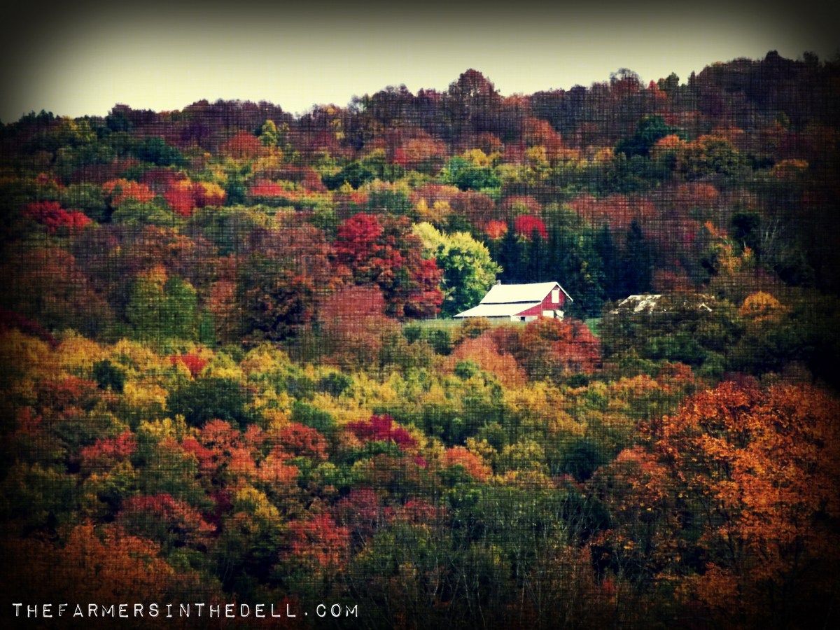 shed barn in autumn - TheFarmersInTheDell.com