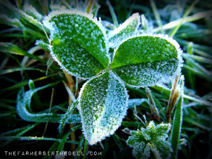 fall frost on clover - TheFarmersInTheDell.com