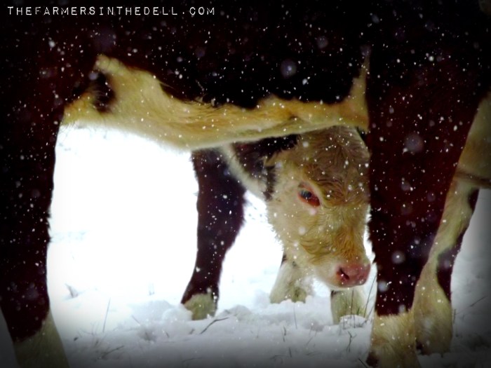 calf in winter - TheFarmersInTheDell.com