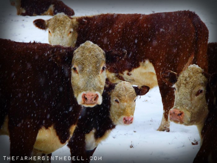 cows in snow - TheFarmersInTheDell.com