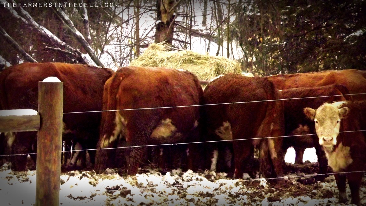 ring around the haybale - TheFarmersInTheDell.com