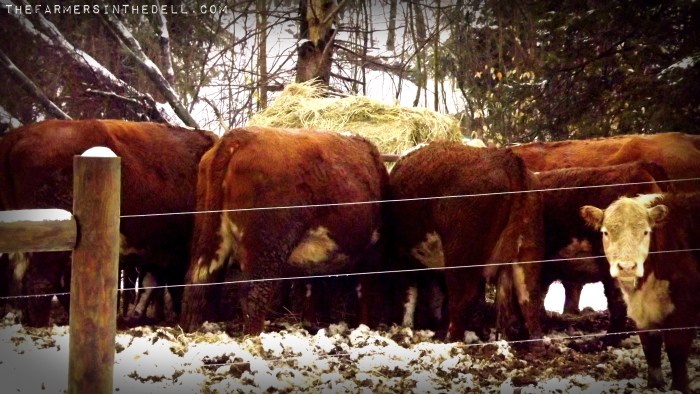ring around the haybale - TheFarmersInTheDell.com