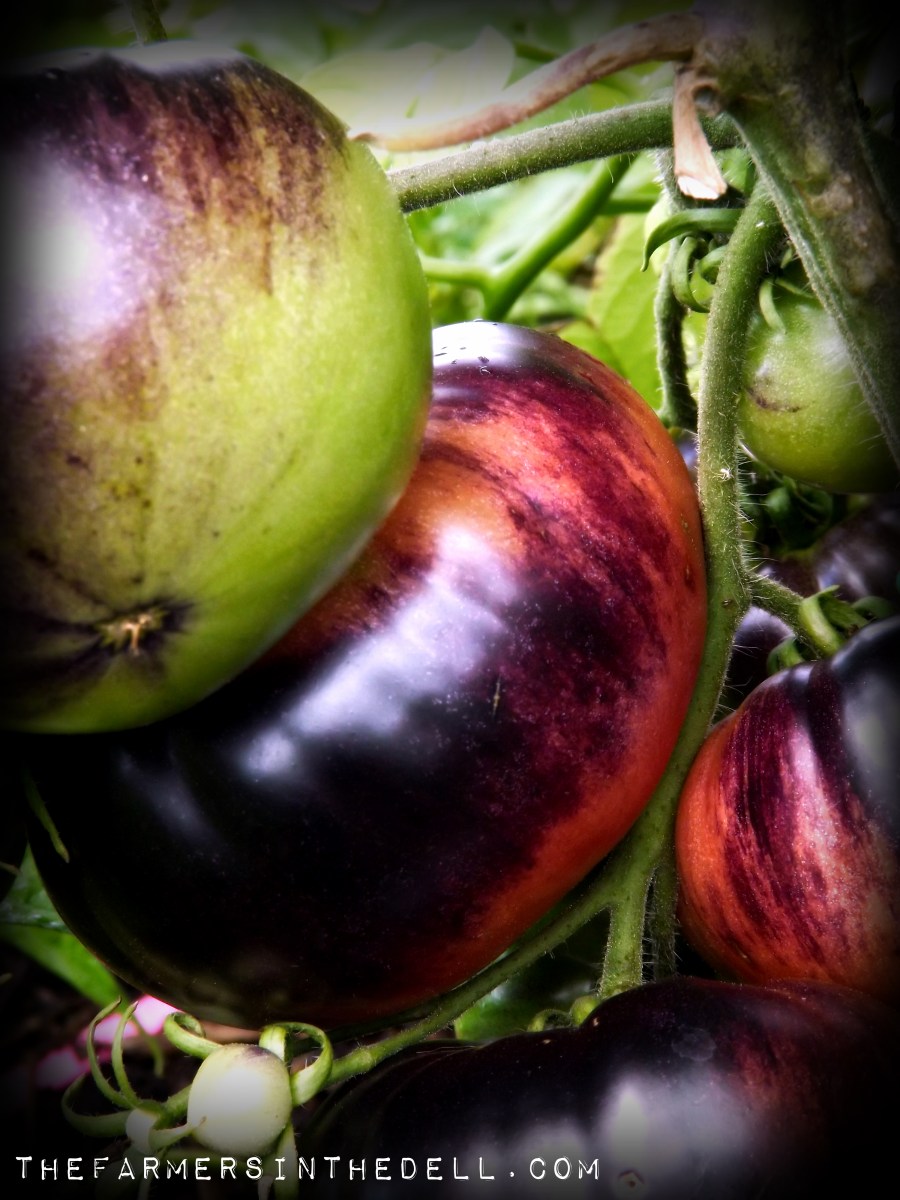 blue beauty tomatoes - TheFarmersInTheDell.com