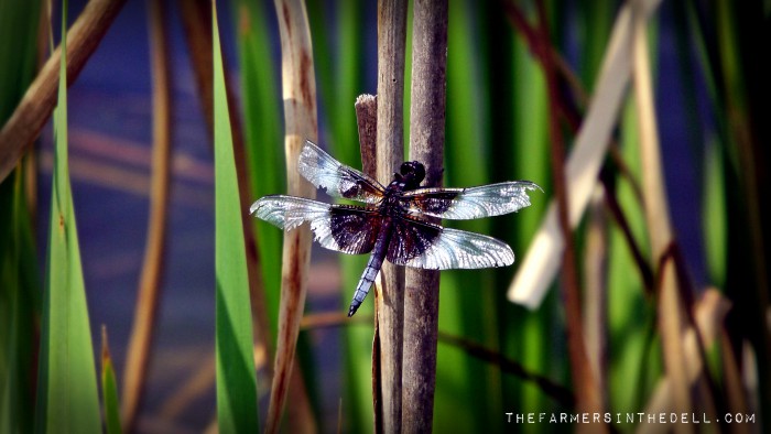 blue dragonfly - TheFarmersInTheDell.com