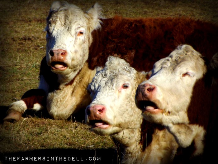 caroling cows - TheFarmersInTheDell.com