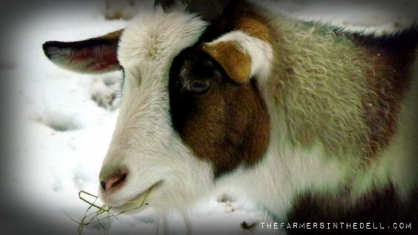 fainting goat - TheFarmersInTheDell.com