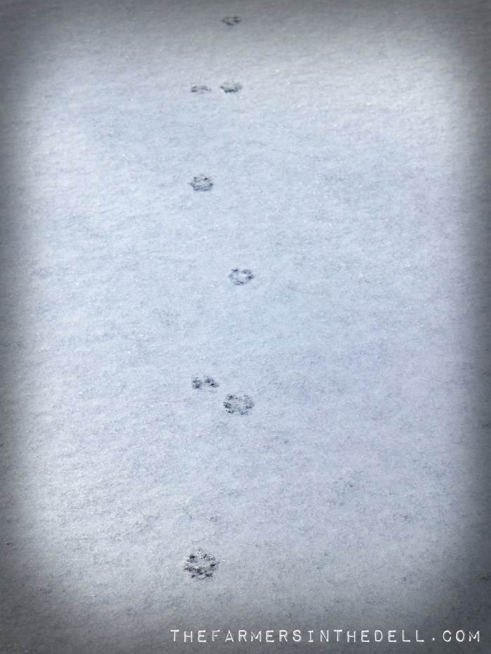 fox tracks in snow - TheFarmersInTheDell.com