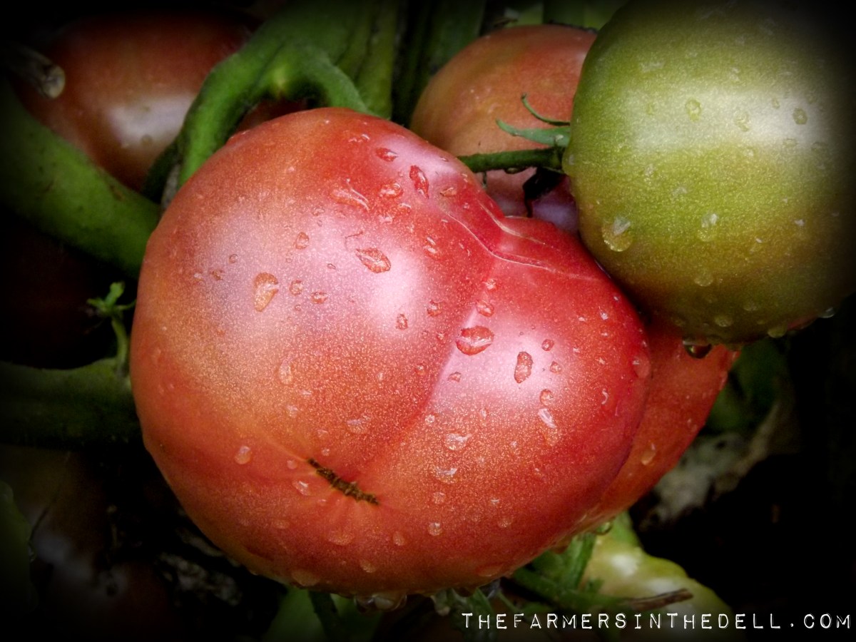 german pink tomatoes - TheFarmersInTheDell.com