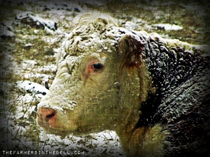cow in snow - TheFarmersInTheDell.com