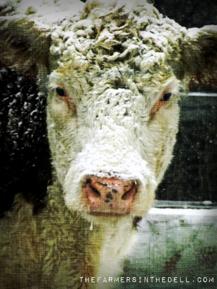 cow in snow - TheFarmersInTheDell.com