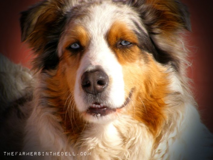 australian shepherd - TheFarmersInTheDell.com