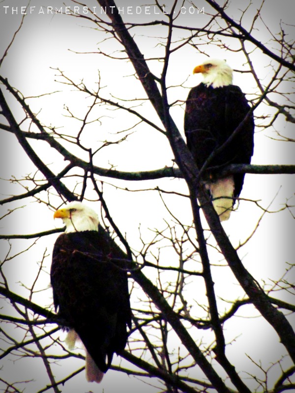 bald eagles - TheFarmersInTheDell.com