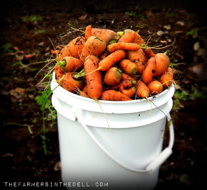 carrots from the garden - TheFarmersInTheDell.com