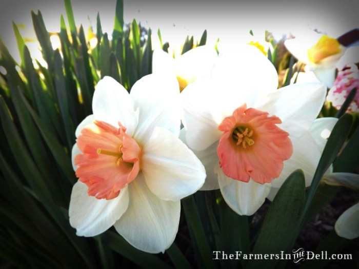 daffodils - TheFarmersInTheDell.com