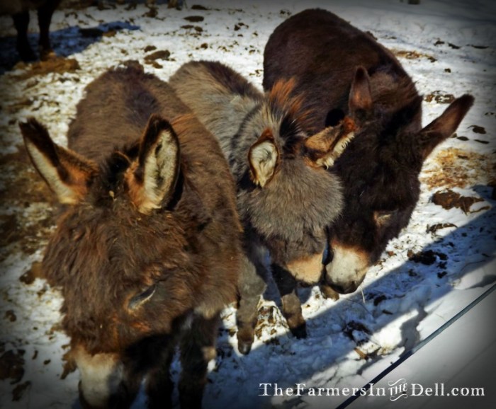 miniature donkeys - TheFarmersInTheDell.com
