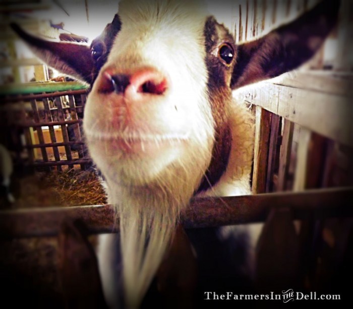 fainting goat - TheFarmersInTheDell.com
