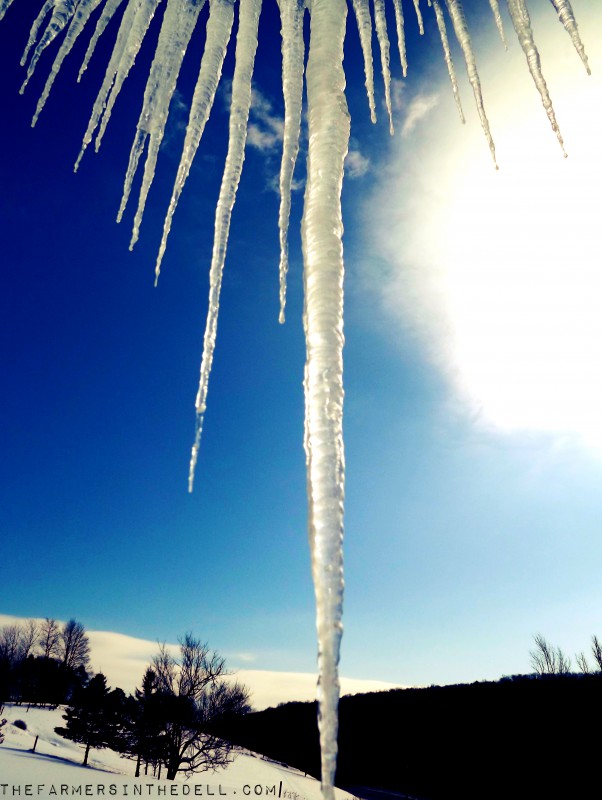 giant icicle - TheFarmersInTheDell.com