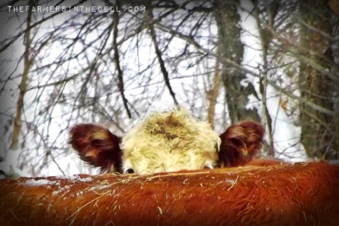 hereford peek-a-boo - TheFarmersInTheDell.com