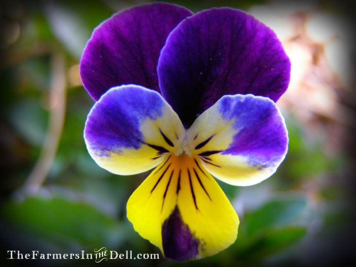 johnny jump up - TheFarmersInTheDell.com