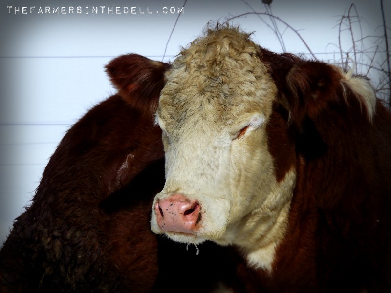 sunbathing cows - TheFarmersInTheDell.com