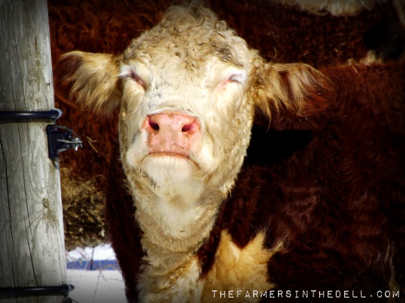 sunbathing cows - TheFarmersInTheDell.com