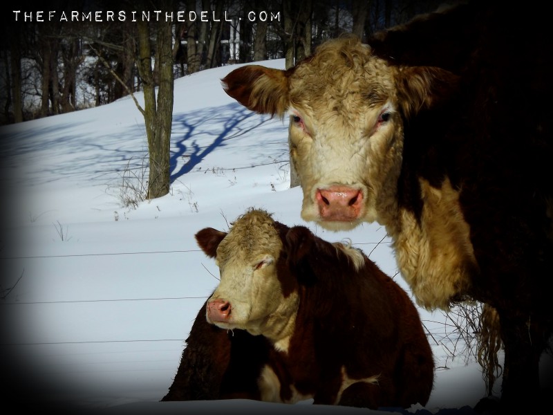 sunbathing cows - TheFarmersInTheDell.com