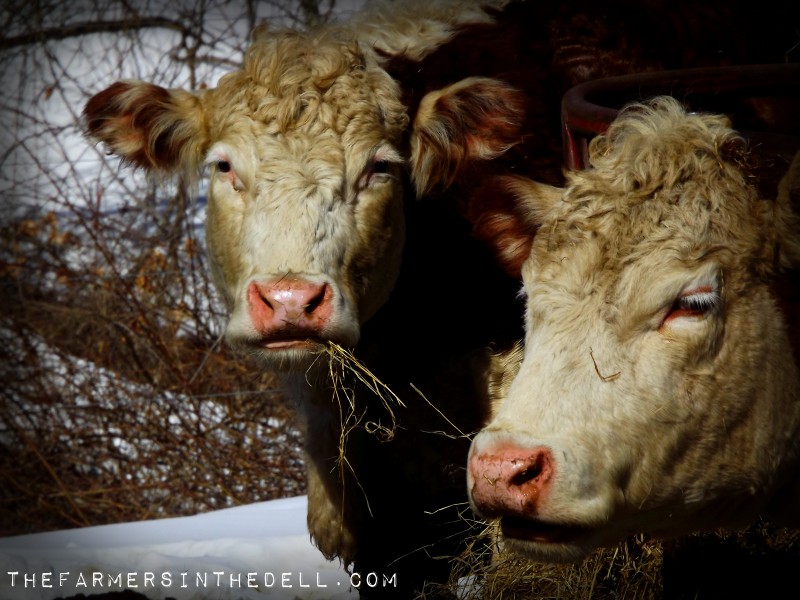 sunbathing cows - TheFarmersInTheDell.com