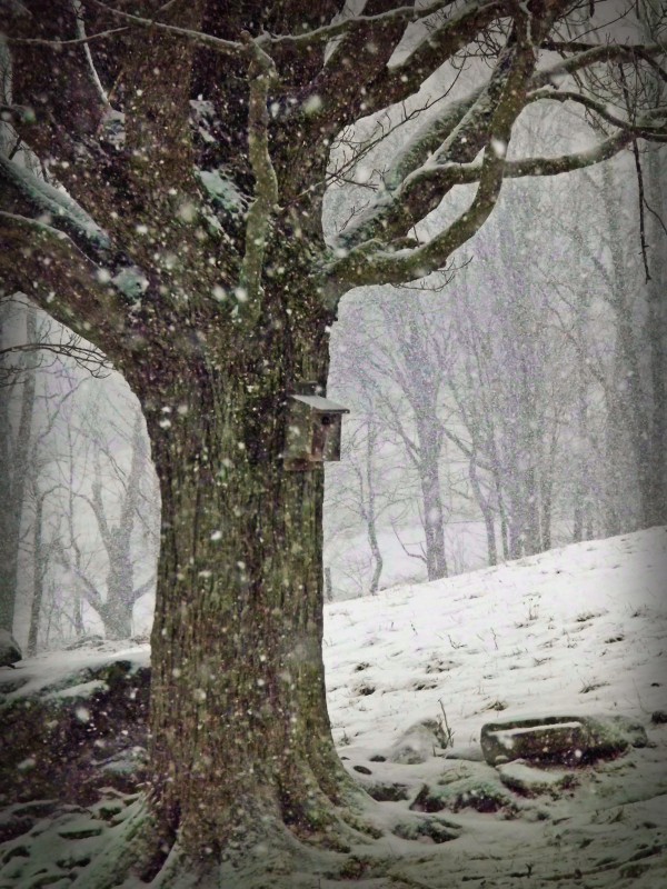 bluebird house - TheFarmersInTheDell.com