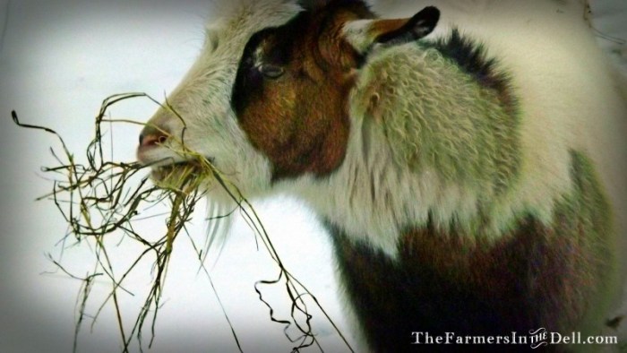 fainting goat in winter - TheFarmersInTheDell.com